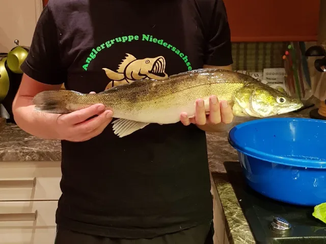 Zander