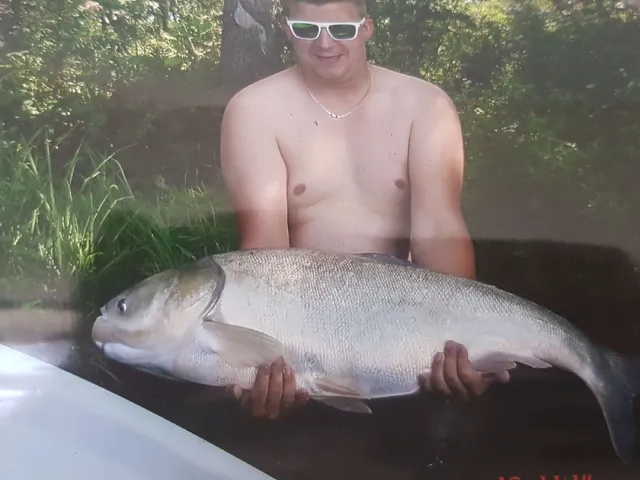Marmorkarpfen