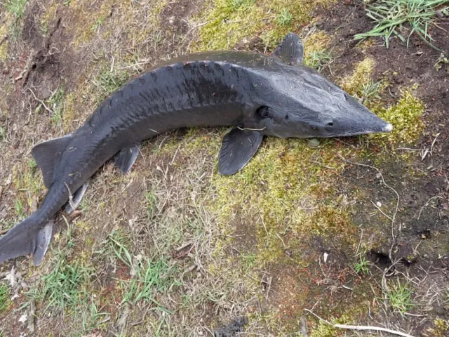 Stör