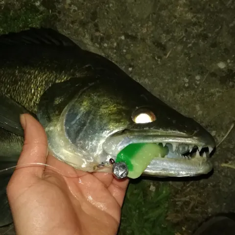 Zander