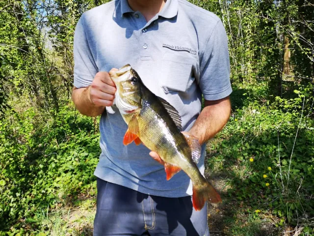 Flussbarsch