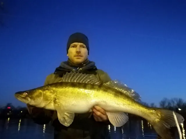 Zander