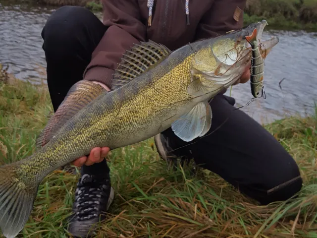 Zander