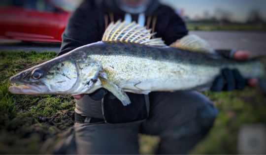 Zander