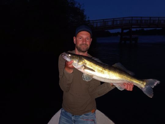 Zander
