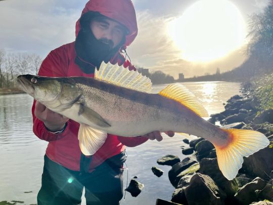 Zander