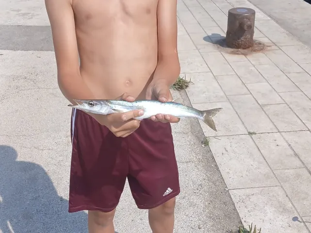 Barrakuda