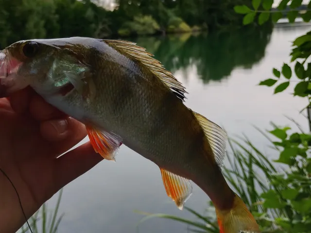 Flussbarsch