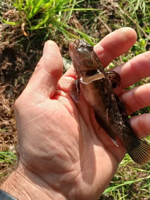Flussgrundel