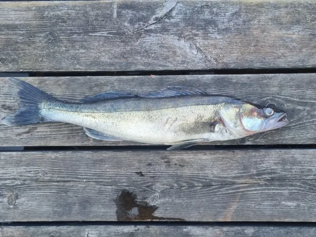 Zander