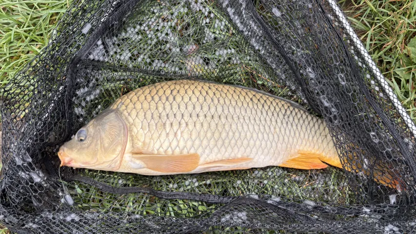 Karpfen