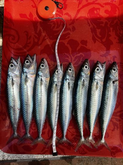 Makrele