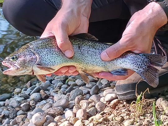 Regenbogenforelle