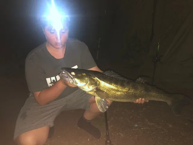 Zander