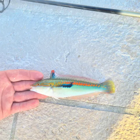 Lippfisch