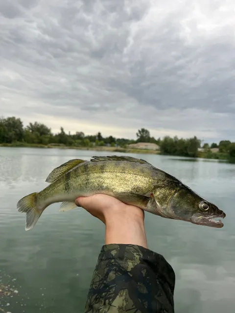 Zander