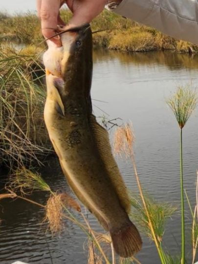 Afrikanischer Raubwels