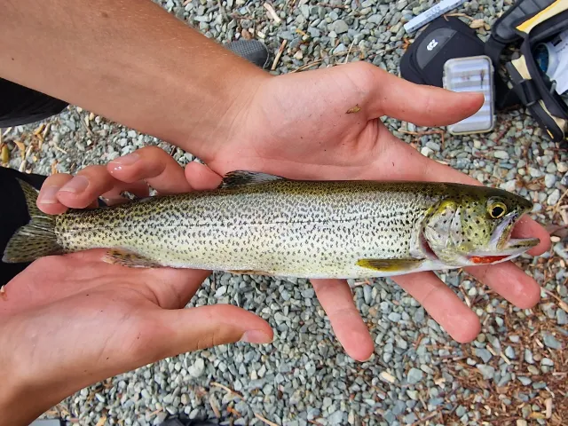 Regenbogenforelle