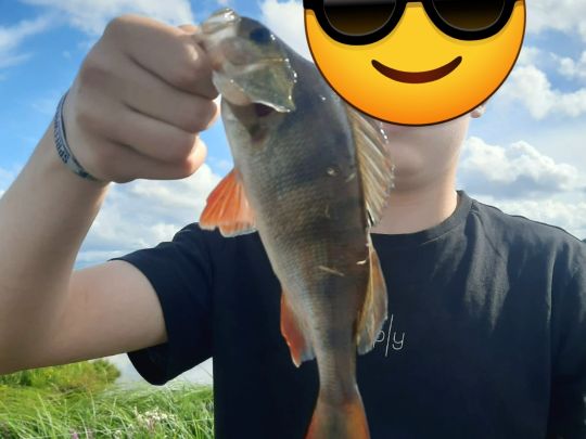 Flussbarsch