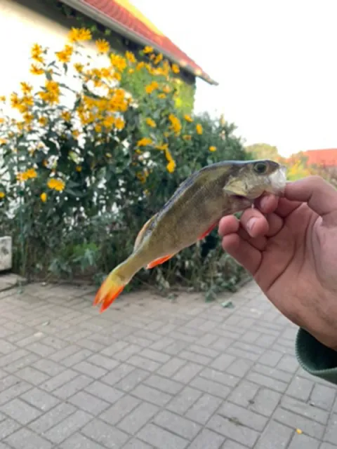 Flussbarsch