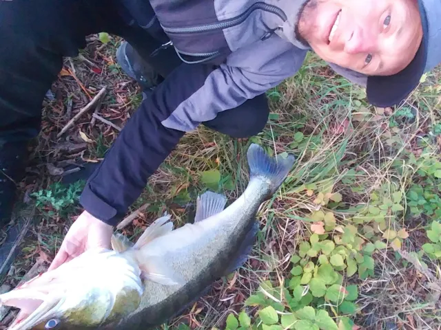 Zander