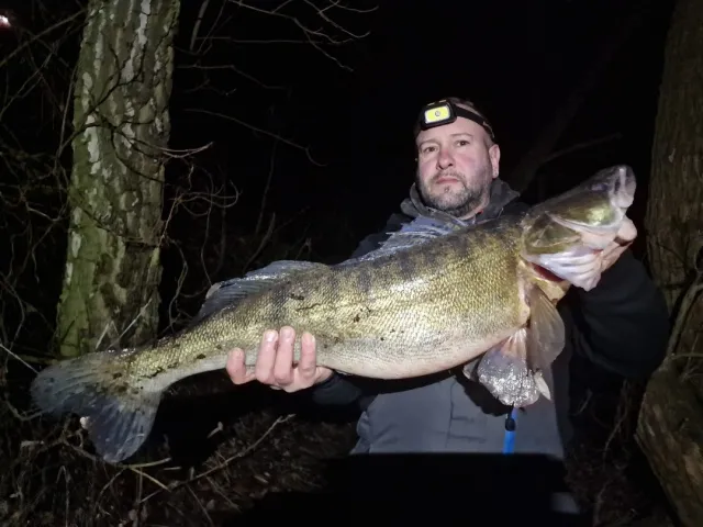 Zander