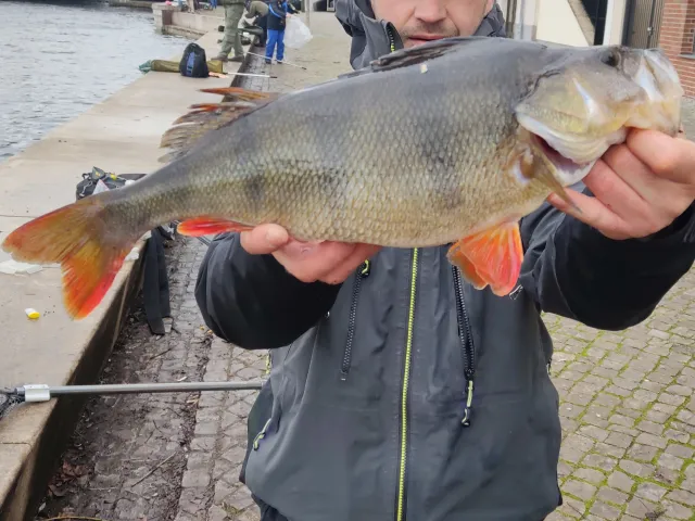 Flussbarsch