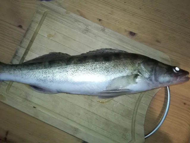 Zander