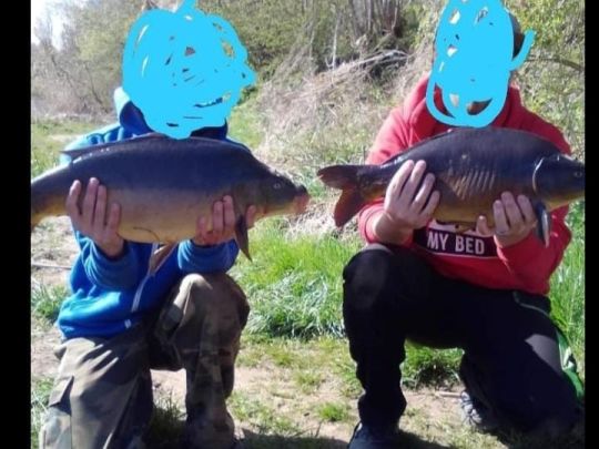 Karpfen