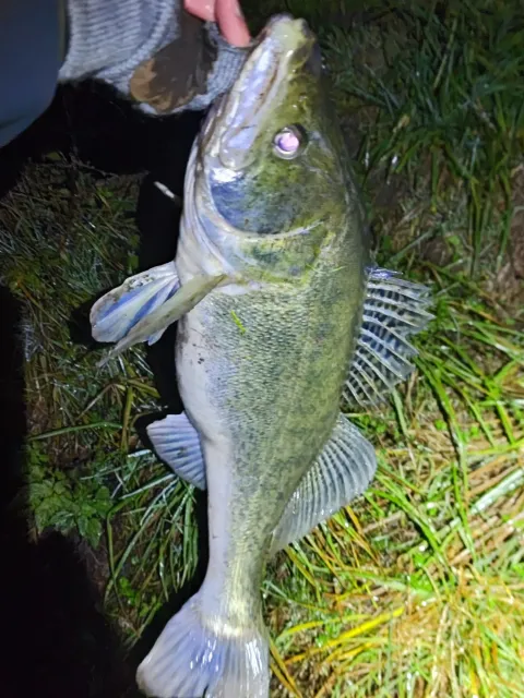 Zander
