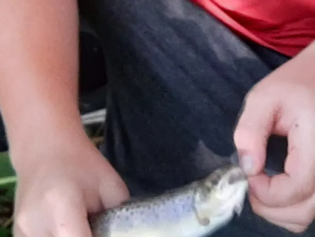 Regenbogenforelle