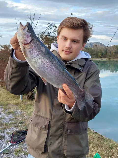Regenbogenforelle