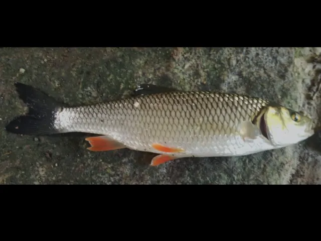 Döbel