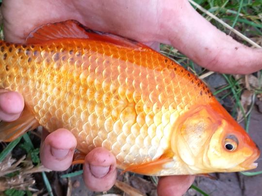 Goldfisch