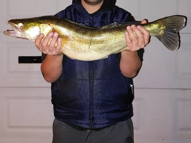 Zander