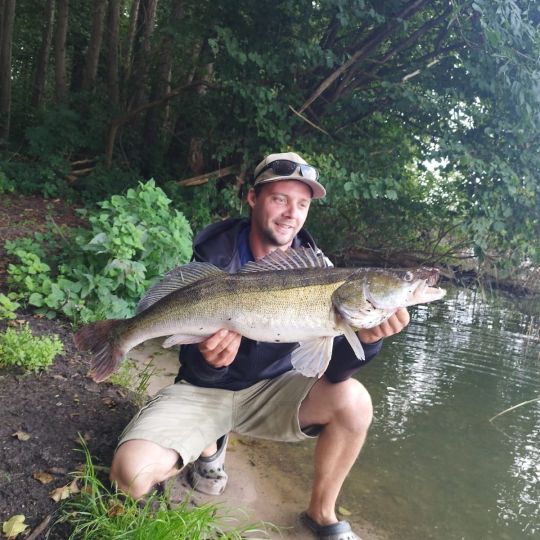 Zander