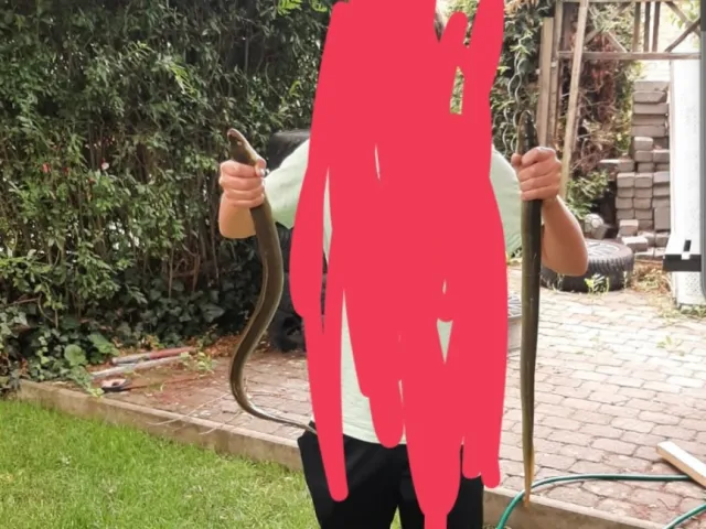 Aal