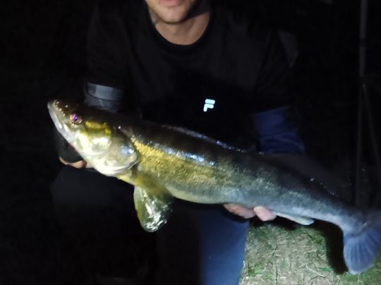 Zander