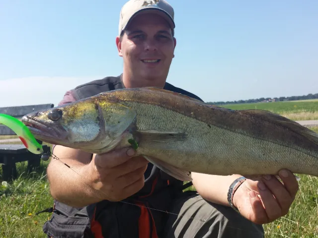 Zander