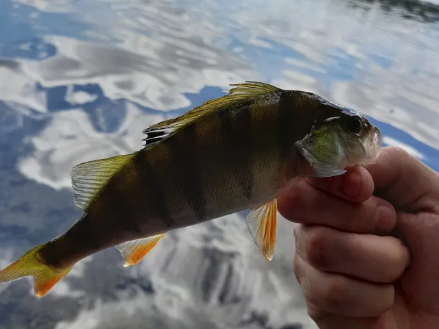 Flussbarsch