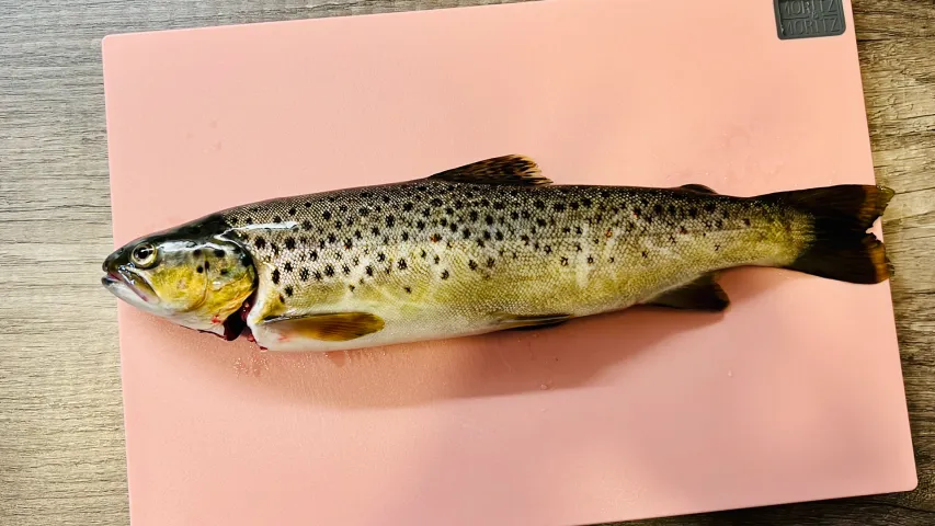 Regenbogenforelle