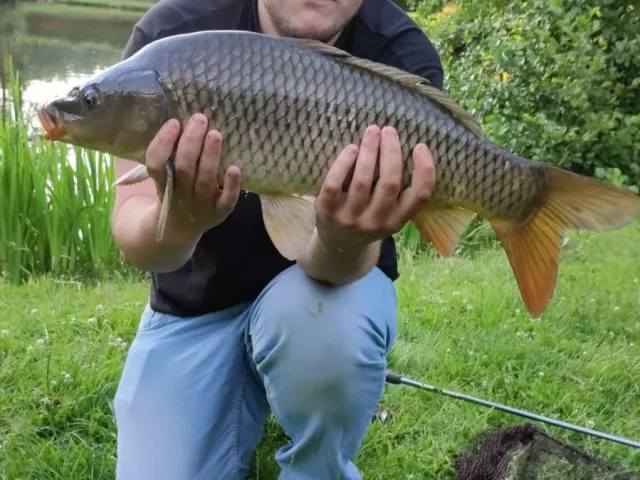 Karpfen