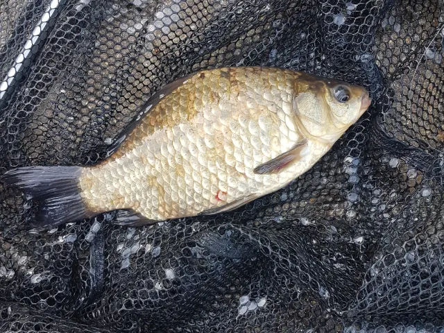 Karausche