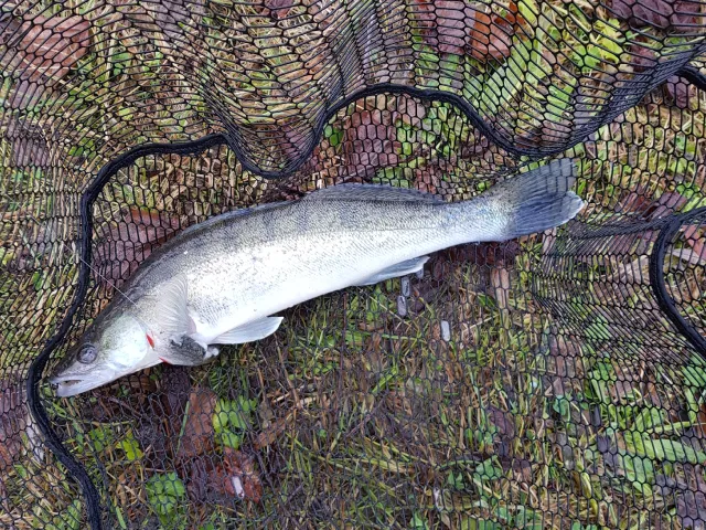 Zander