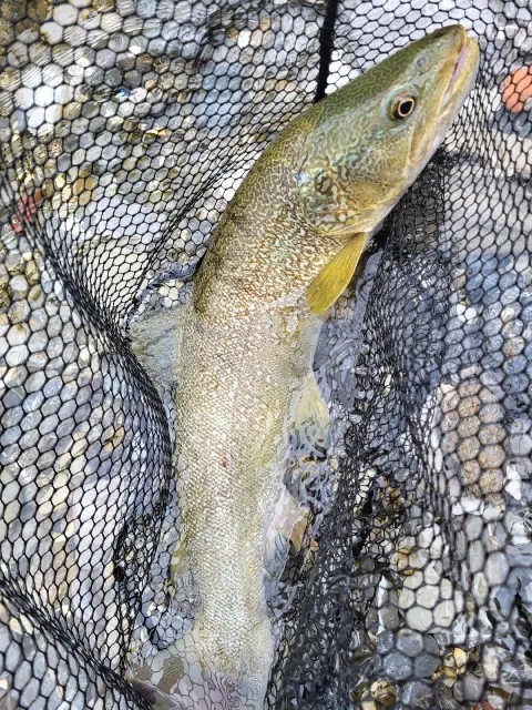 Marmorataforelle