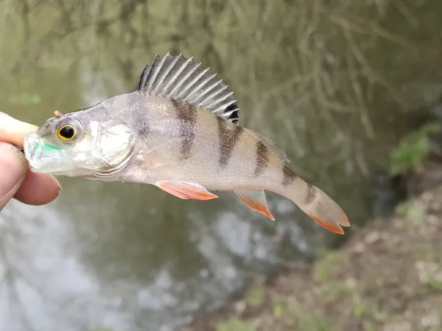 Flussbarsch