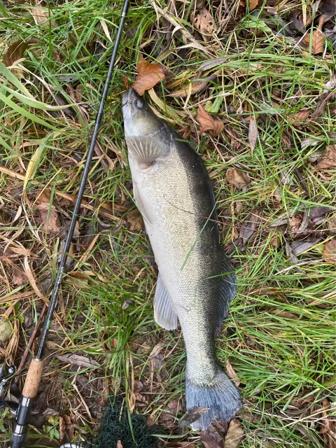 Zander