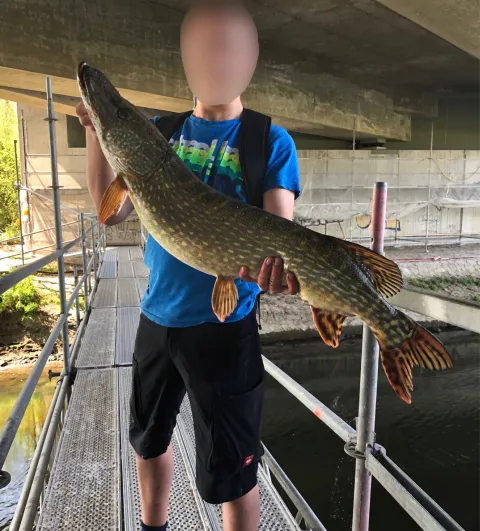 Hecht