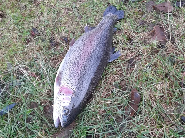Regenbogenforelle