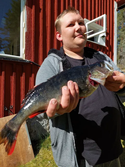 Flussbarsch